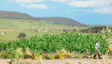 Image for 189-1266 Potato Plants 30/