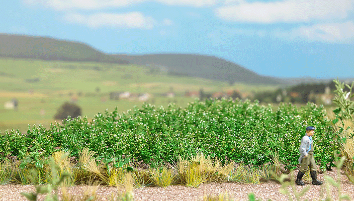 Image for 189-1266 Potato Plants 30/