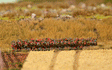 Image for 272-181235 Hedge 10x15x1.2cm