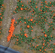 Image for 189-1201 Pumpkin Patch Kit
