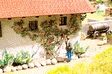 Image for 528-14118 Rambler Roses 6/