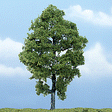 Image for 785-1623 Hickory Tree 5-3/4"