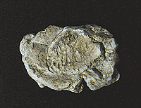 Woodland Scenics 1237 Rock Molds - 5 x 7"  12.7 x 17.7cm -- Wind Rock A Scale