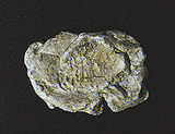 Woodland Scenics 1237 Rock Molds - 5 x 7"  12.7 x 17.7cm -- Wind Rock A Scale