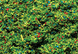 Image for 272-170710 Ground Cvr Meadow Grn 1oz