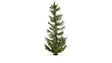 Image for 528-20191 Spruce Tree