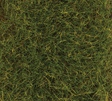 Image for 272-170774 Grnd Cvr Summer Mdw   80g