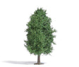 Image for 189-3722 Deciduous Tree Summer