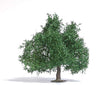 Image for 189-3662 Fruit Tree/Sm Oak Summer