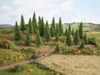 Image for 528-26827 Spruce Trees 16-19cm 10/