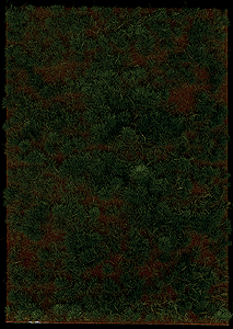 Image for 189-1309 Grndcvr Heathland Grass