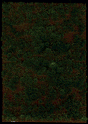 Image for 189-1309 Grndcvr Heathland Grass