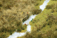 Image for 189-1313 Grndcvr Grass Mdw w/Strm