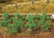Image for 272-181259 Tomato Plants 18/