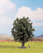 Image for 528-25860 Oak Tree 16cm
