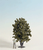 Image for 528-68015 Deciduous Tree 24cm