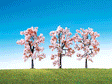 Image for 272-181406 Cherry trees           3/