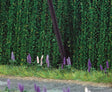 Image for 189-9792 Wild Lupines